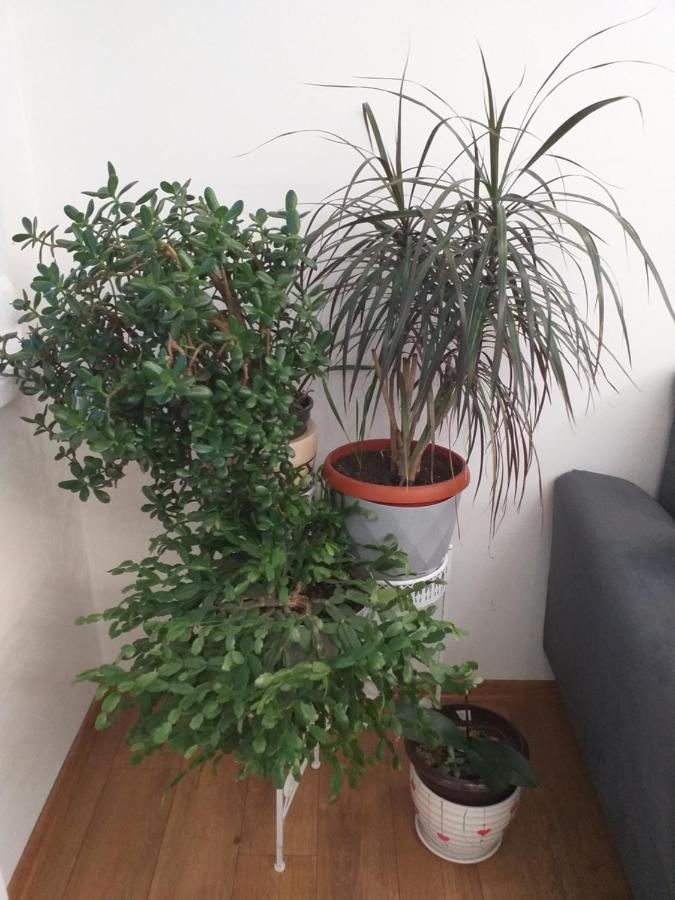 Trosoban Apartman Sarajevo, Ilidza Centar Luaran gambar